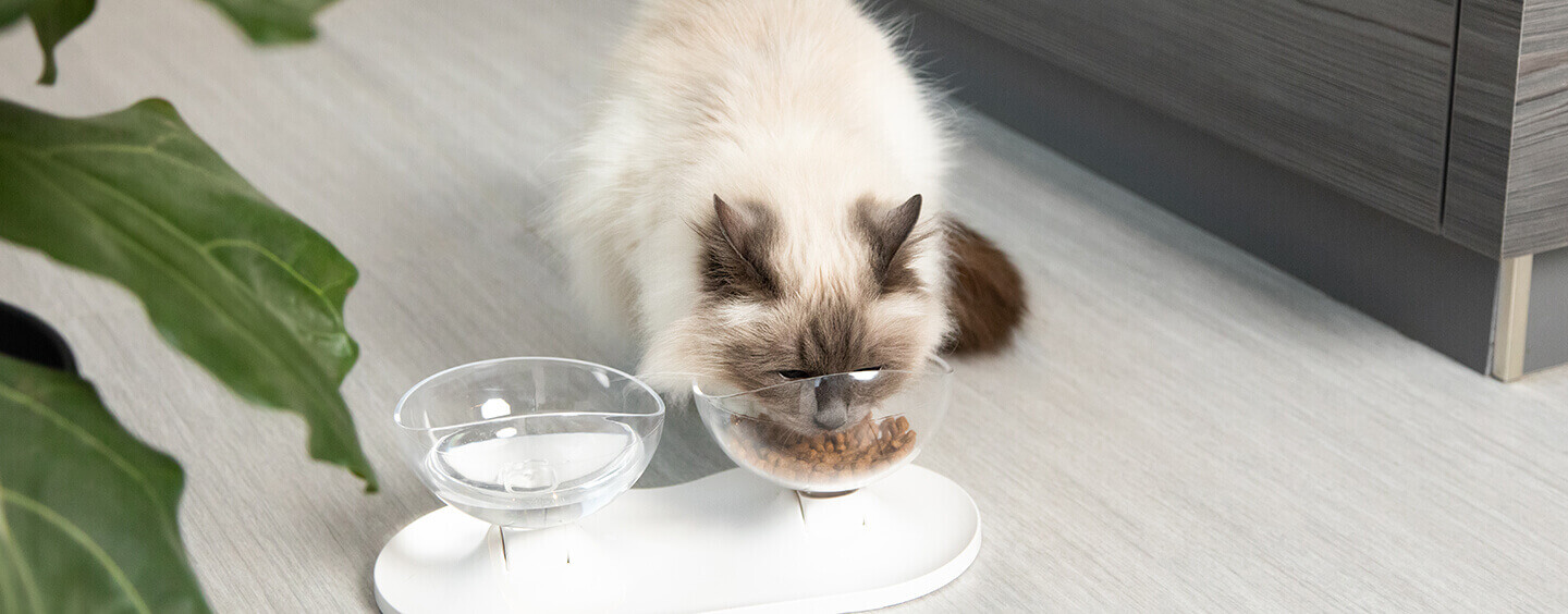 Best cat food you can outlet buy